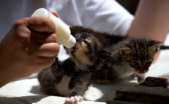 Chaton abandonné par sa mère : comment gérer ?