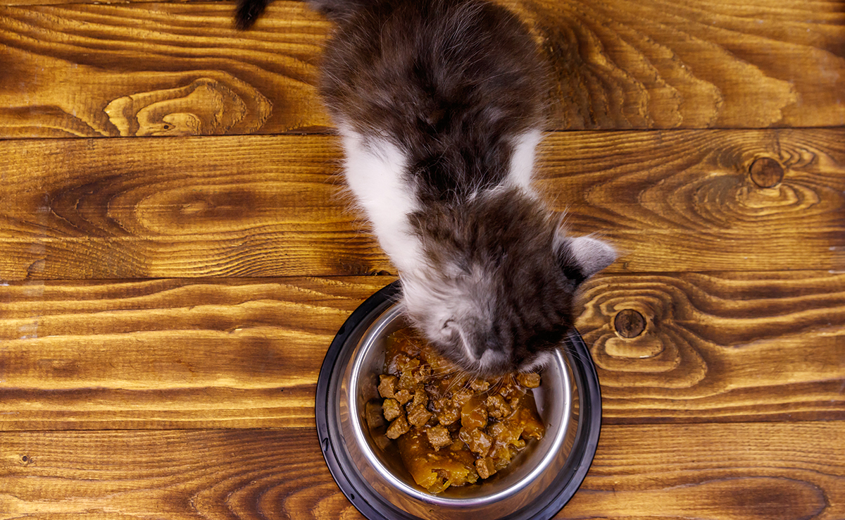 Chaton : quand faut-il passer à la nourriture pour chat adulte ?