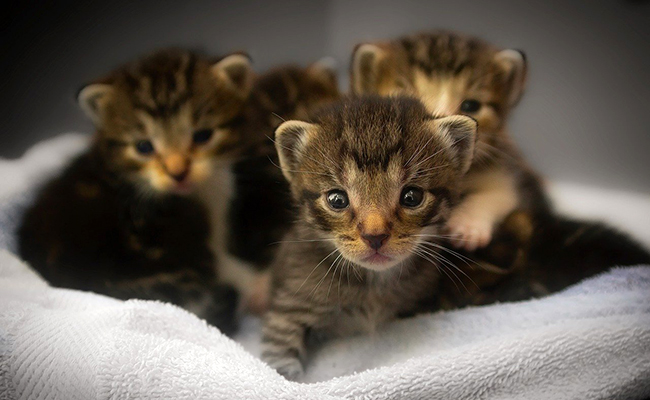 Comment s'occuper de chatons non-sevrés ?