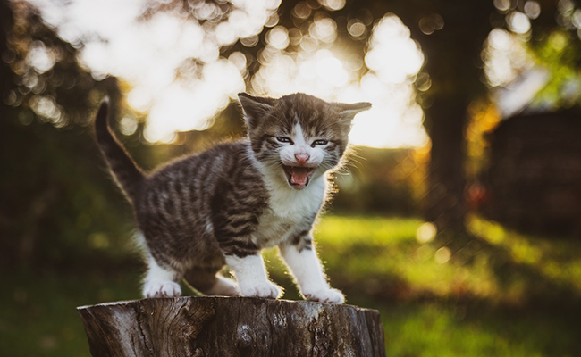 Chatons sur les réseaux sociaux : pourquoi un tel engouement ?