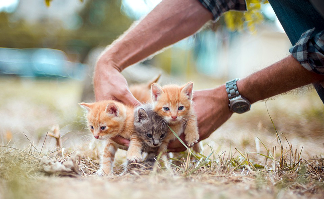 Chat mâle ou chat femelle : comment reconnaitre le sexe d'un chaton ?