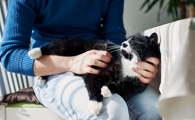 Les chats apprécient-ils vraiment les humains ?