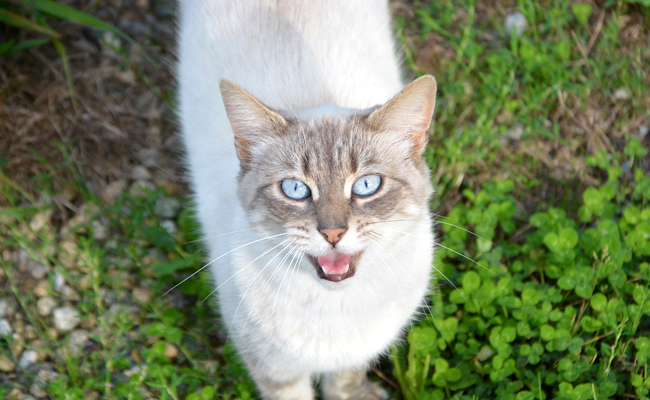 Comment calmer une chatte en chaleur ?