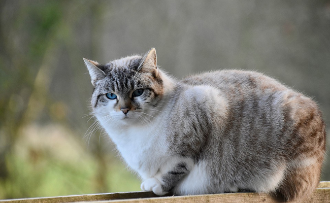 Comment savoir si ma chatte est gestante ? Les signes qui ne trompent pas !