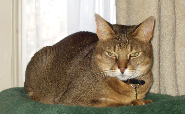 Le Chausie, un chat à l'allure sauvage