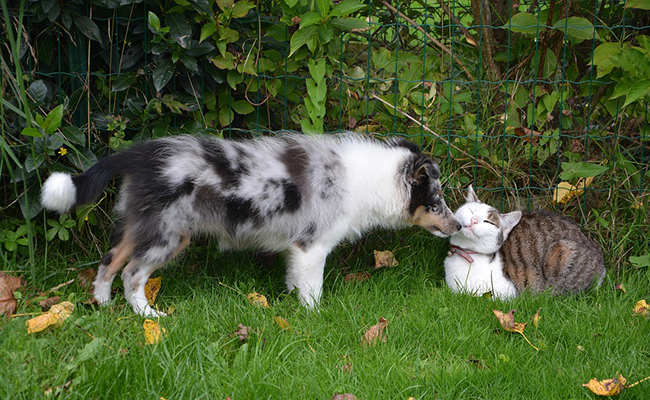 Les chats n’aiment pas les chiens : vrai ou faux ?