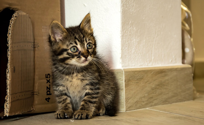 Comment choisir la race de son chat ?