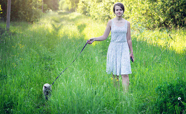 Comment choisir la laisse de son chat ?