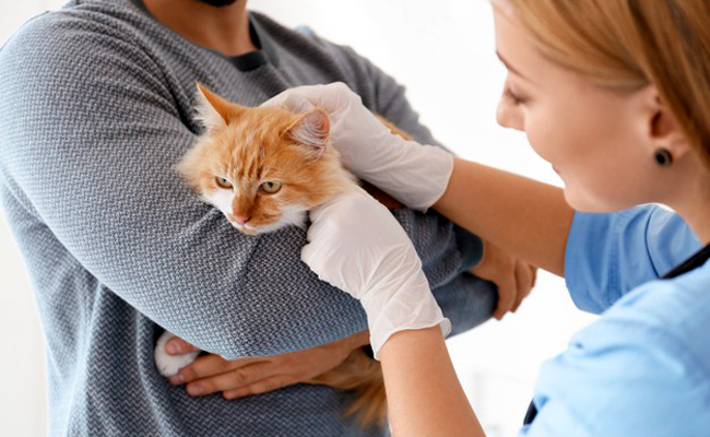 Comment choisir un vétérinaire pour son chat ?