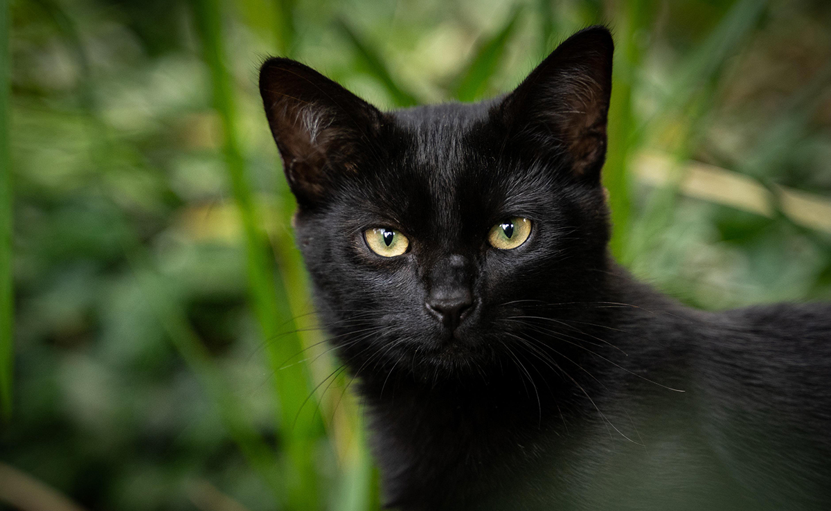 11 choses à ne pas faire avec son chat !