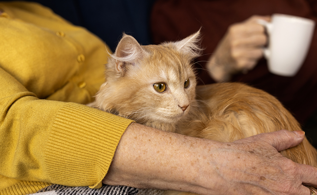 Comment devenir le chouchou de votre chat ?