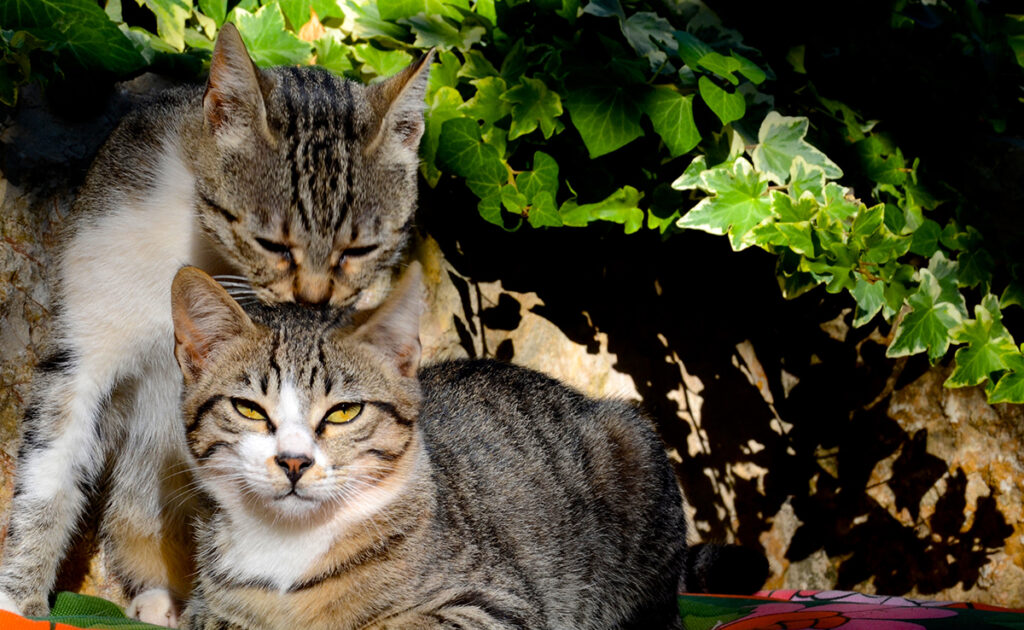 Pourquoi la chatte semble souffrir pendant le coït ?