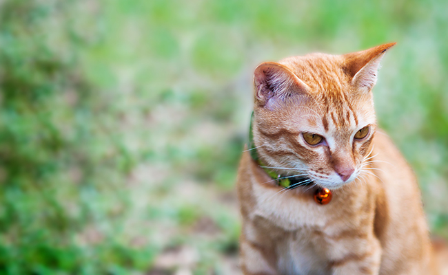 Comment choisir le meilleur collier anti-fugue pour chat ?