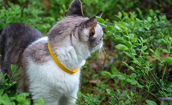 Collier antipuce pour chat : est-ce vraiment efficace ? Comment le choisir ?