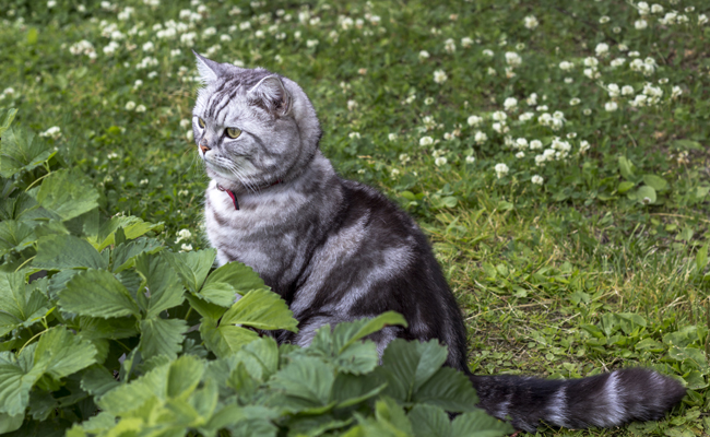 Le collier GPS pour chat est-il vraiment utile ?