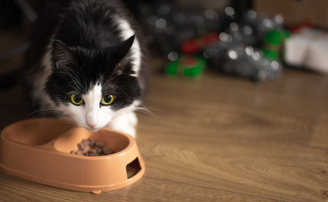 Compléments alimentaires pour son chat : faut-il lui en donner ?