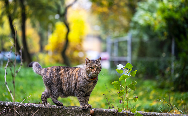 Comportement territorial du chat : ce qu’il faut savoir !