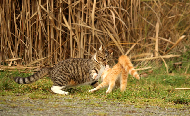 Conflits entre chats : comment gérer ?