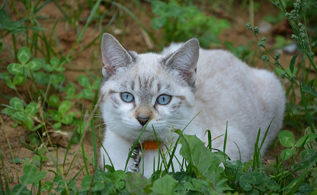 Contraception de la chatte : découvrez les 4 solutions qui s’offrent à vous