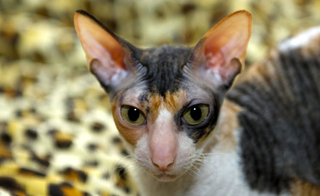 Le Cornish Rex, chat aux grandes oreilles et poil frisé