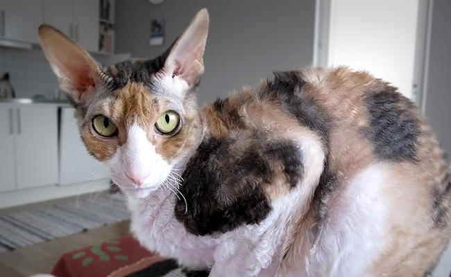 le Cornish Rex a ses fans, mais aussi ses détracteurs