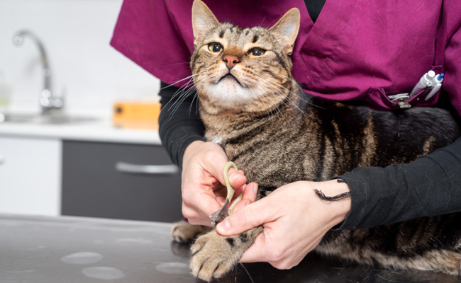 Faut-il couper les griffes du chat ?