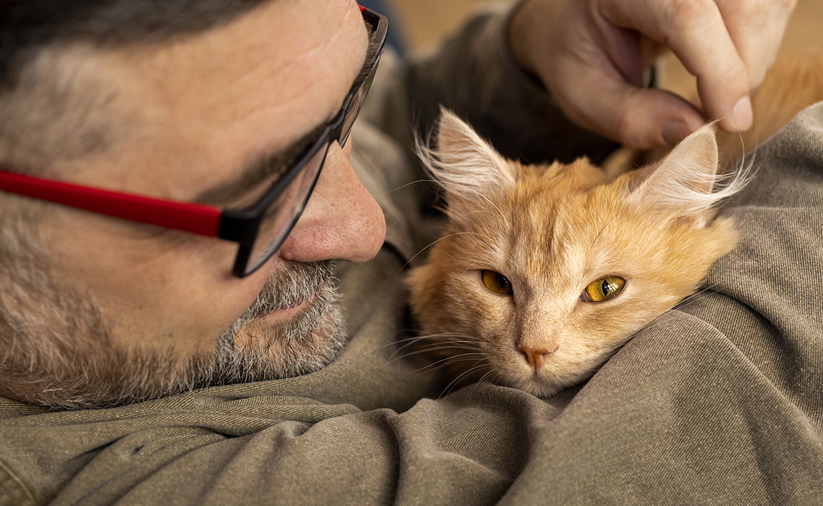 Divorce ou séparation : quelles conséquences pour son chat ?