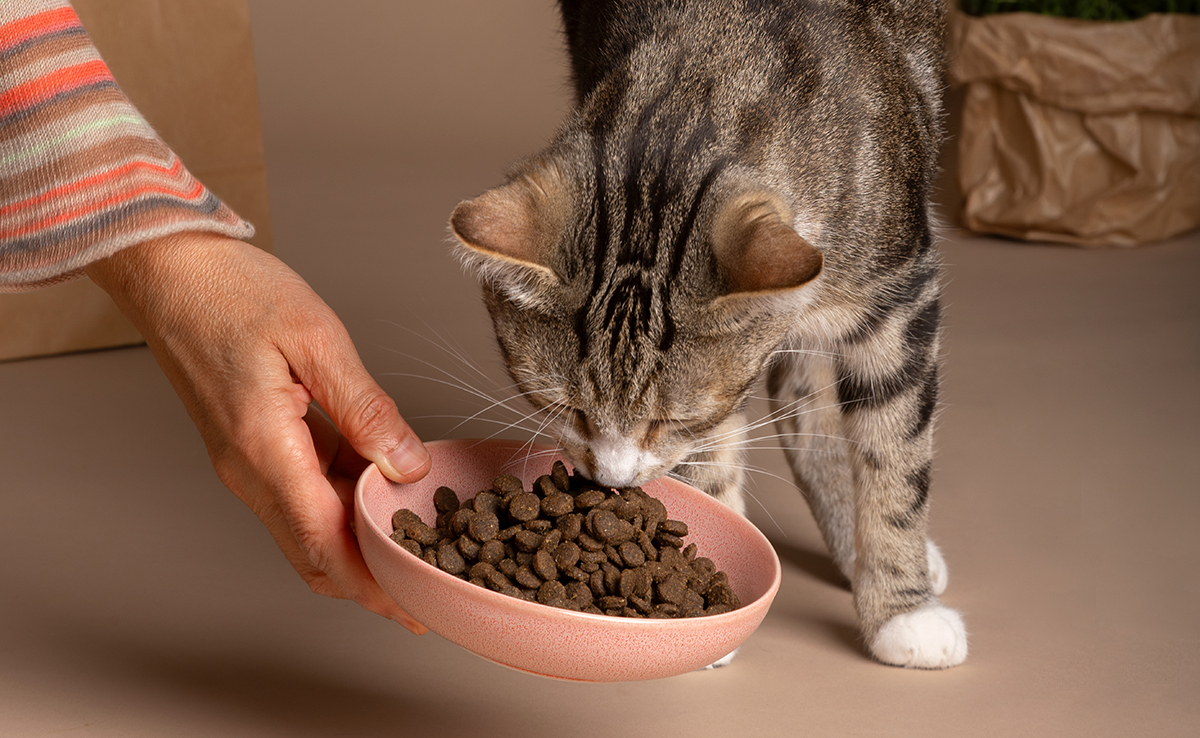 Les croquettes de supermarché pour chat sont-elles vraiment économiques ?