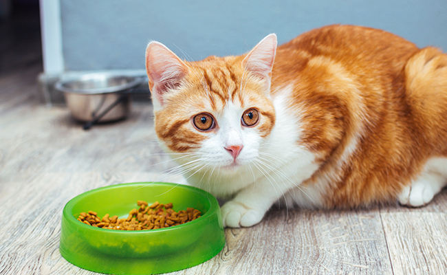 Les croquettes Bio pour chat sont forcément bonnes : vrai ou faux ?