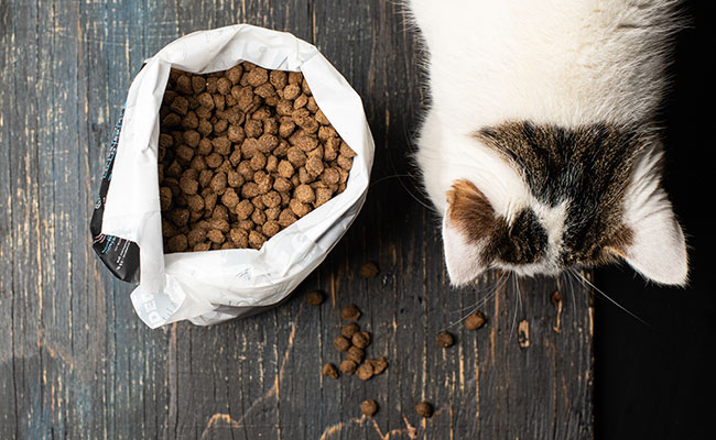 Mon chat met ses croquettes par terre avant de les manger : pourquoi ?