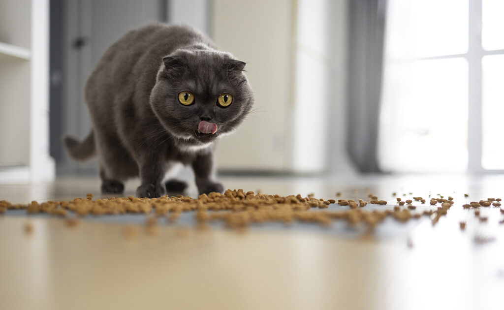 Nourrir son chat qu'avec des croquettes : bonne ou mauvaise idée ?