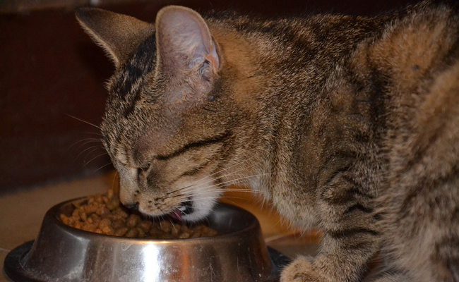 croquettes ou pâtée pour chat : comment choisir ?