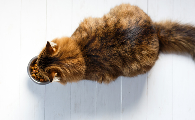 Quelles sont les meilleures croquettes pour chat stérilisé ?