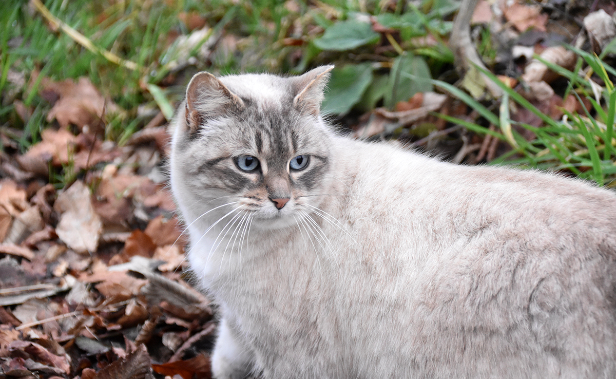 Quel est le cycle sexuel d’une chatte ?