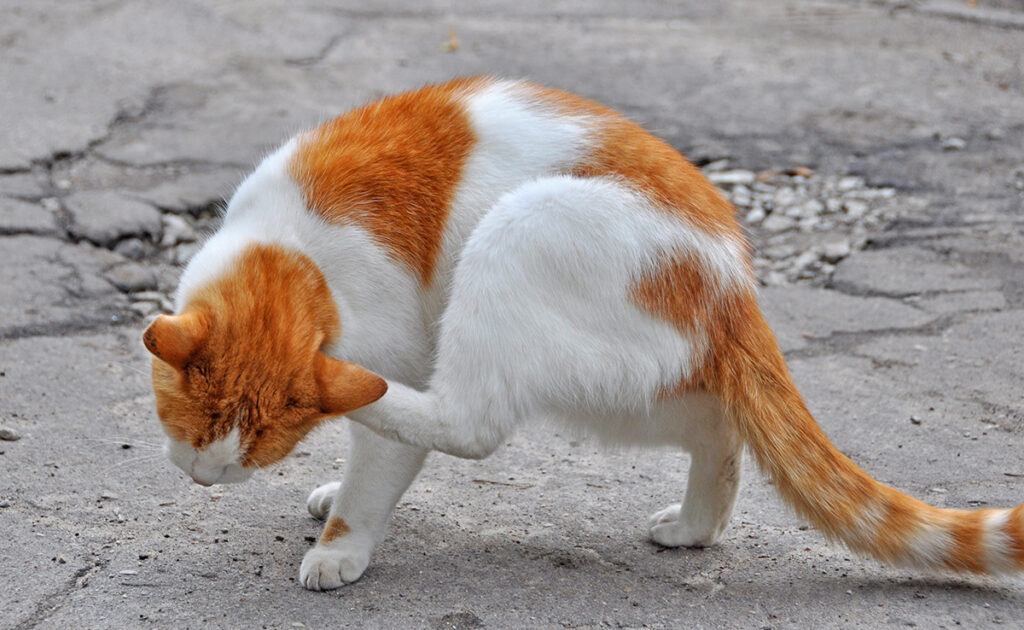 Démangeaisons chez le chat : pourquoi ? Comment le soulager ?