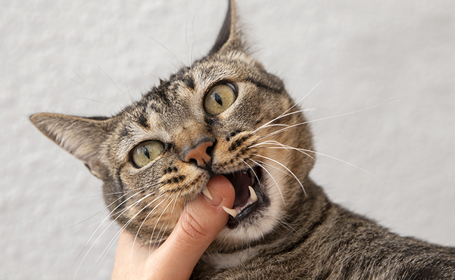 Combien de dents à un chat ?