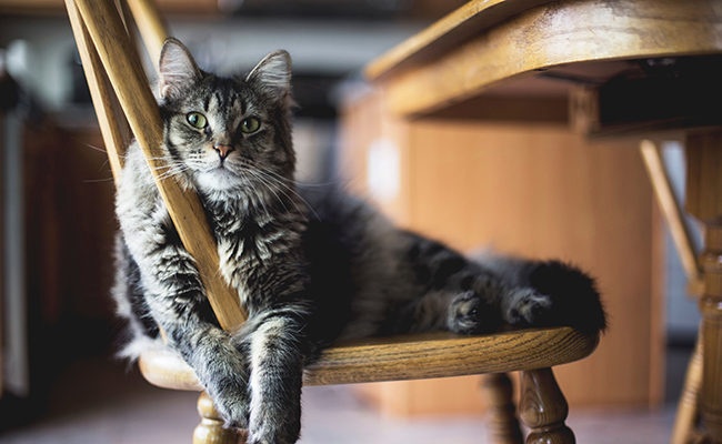 Comment déterminer la race d'un chat ?