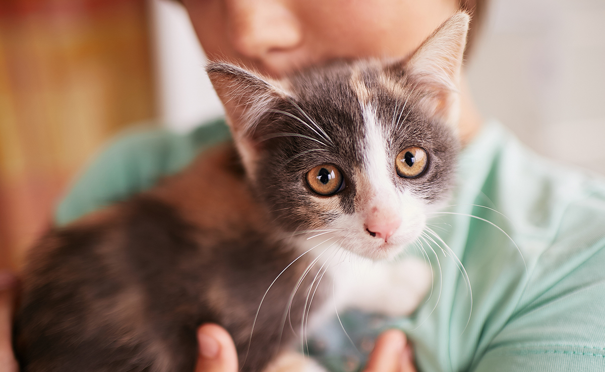 Devenir propriétaire d'un chat : quelles règles respecter ?