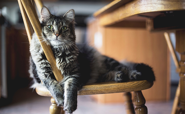 Propriétaire de chat : quels sont vos devoirs ?