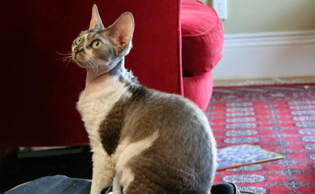 Le Devon Rex