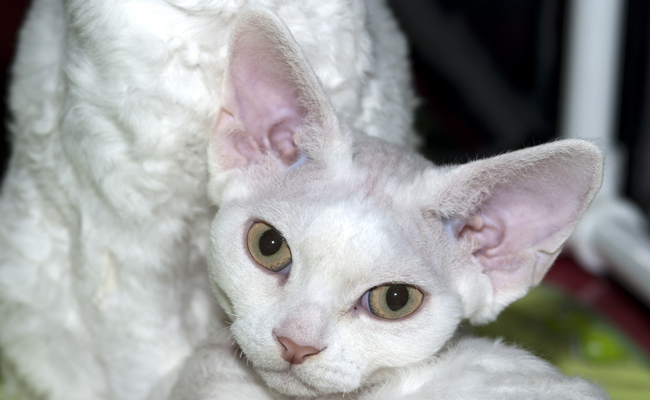 Devon Rex blanc