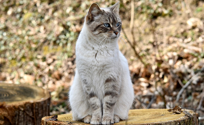 Quelles différences de caractère entre un chat et une chatte ?