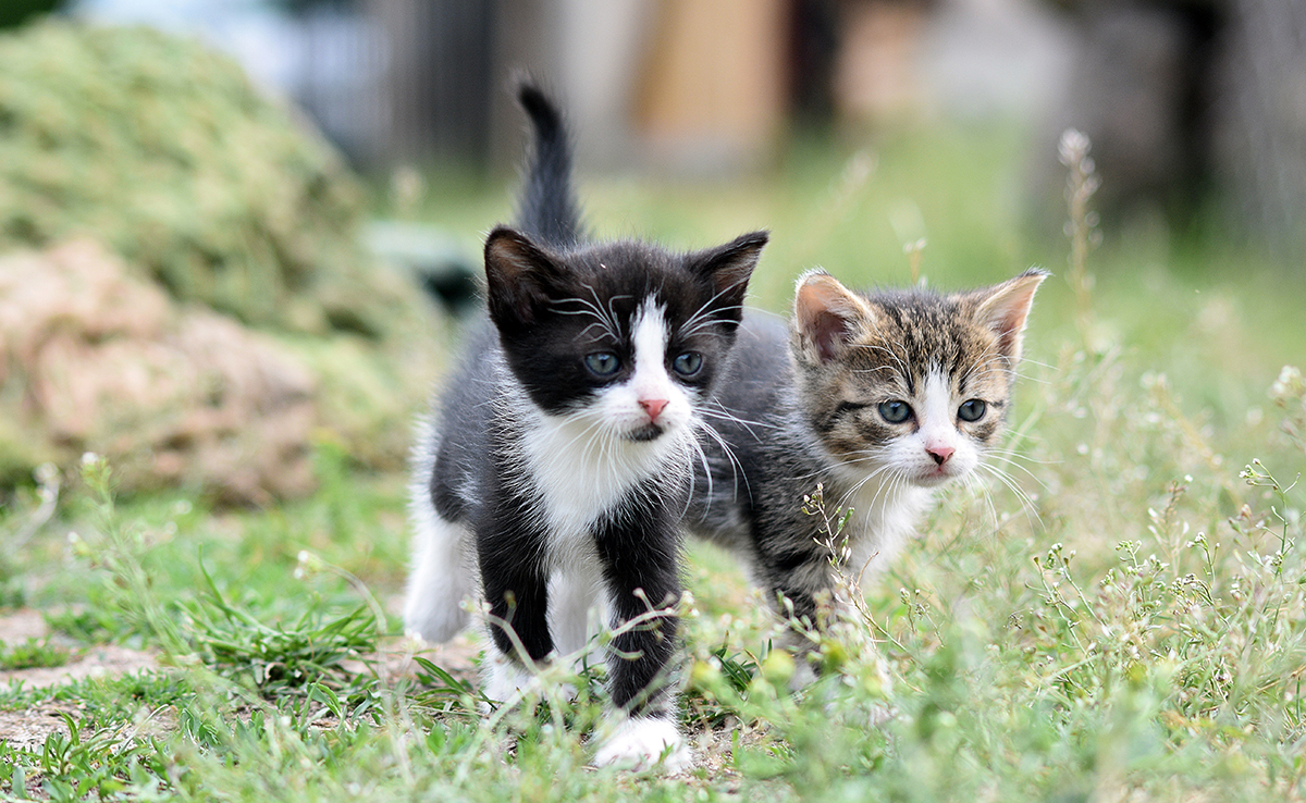 Chatons à donner : 5 solutions à explorer !