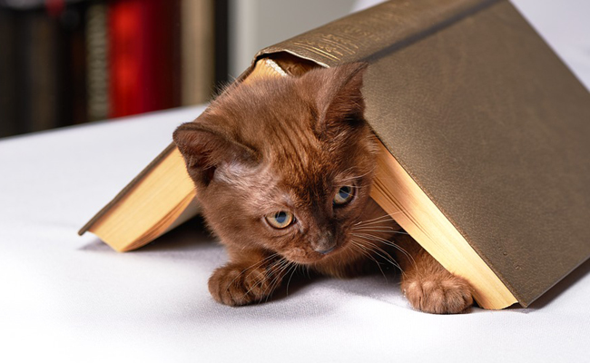 techniques pour dresser son chat