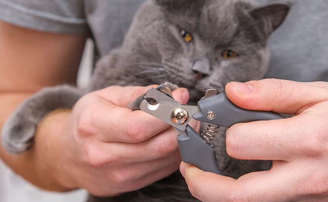 Comment entretenir les griffes de son chat ?