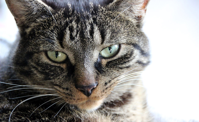 L'Européen ou European shorthair : le chat très commun