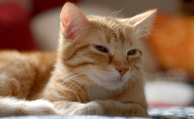 Chaton European shorthair