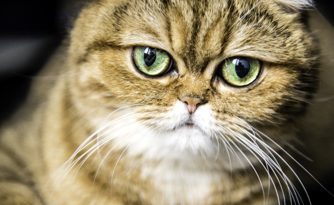 L'Exotic Shorthair, un chat au physique d'ours en peluche