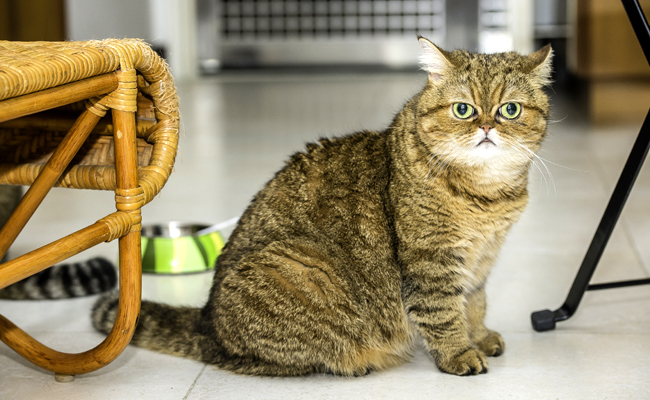 De taille moyenne à grande, l’Exotic Shorthair est un chat tout en rondeur