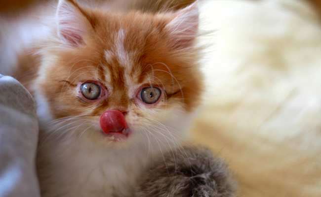 Chaton Exotic Shorthair